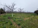 Parcela con plantación de Nogales