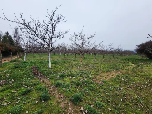 Parcela con plantación de Nogales